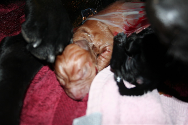 Puppies' Birth - 18