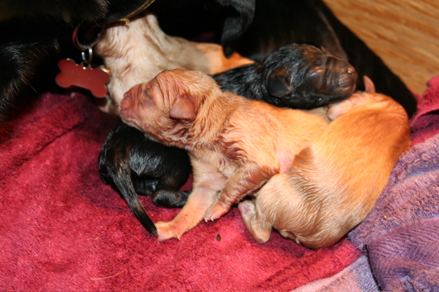Puppies' Birth - 81