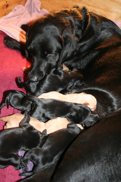 Puppies' Birth - 110