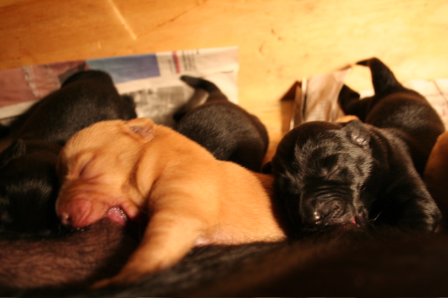 Puppies at 5 days - 4