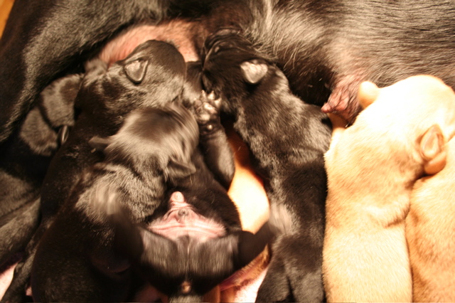Puppies at 5 days - 6
