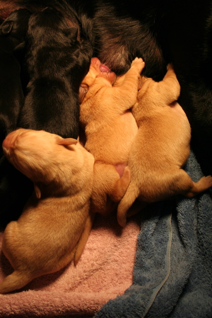 Puppies at 5 days - 8