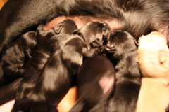 Puppies at 5 days - 5