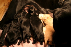 Puppies at 5 days - 7