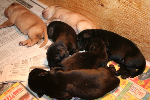 Puppies at 7 days - 1