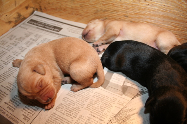 Puppies at 7 days - 3