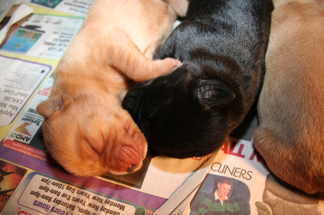 Puppies at 7 days - 4