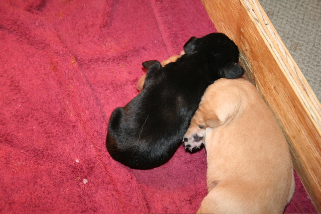 Puppies at 12 days - 1