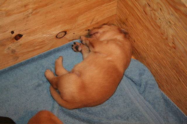 Puppies at 12 days - 2