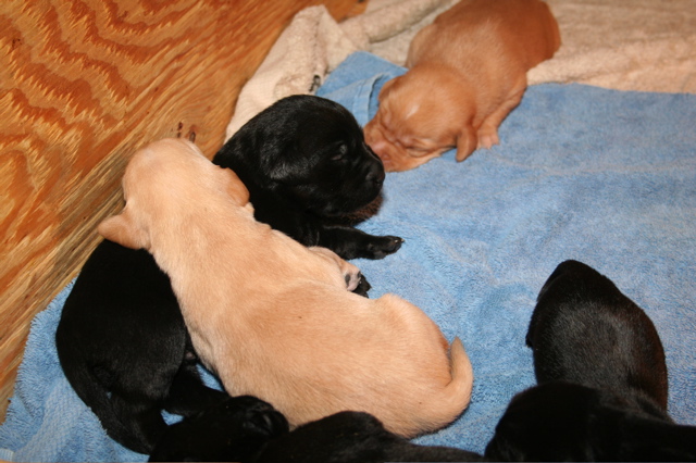 Puppies at 12 days - 4