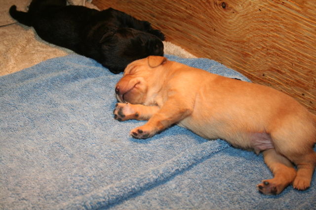 Puppies at 12 days - 5